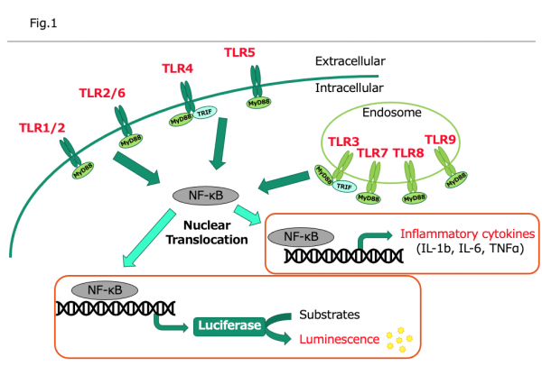 LumiMAT Fig 1